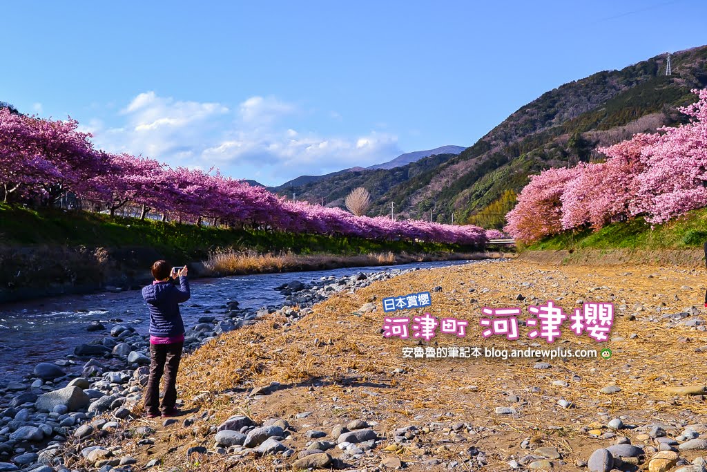河津櫻 日本賞櫻景點 靜岡縣河津町,一望無際粉色櫻花,海女仙貝,免費足湯