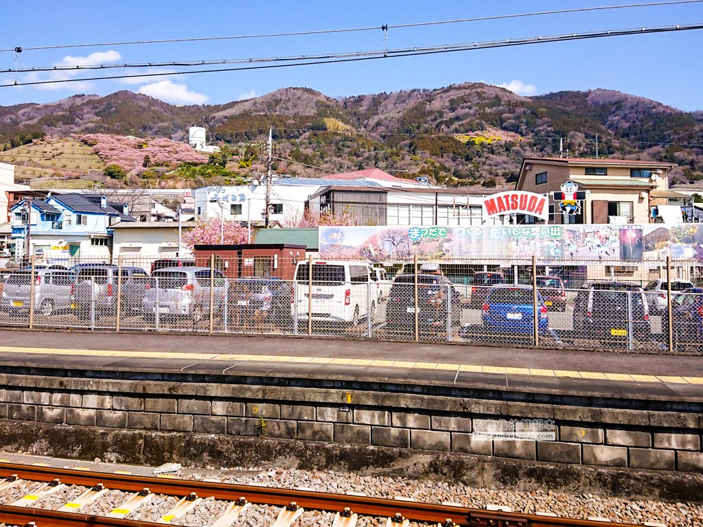 日本賞櫻,河津櫻,松田町賞櫻祭,河津櫻富士山,西平畑公園,