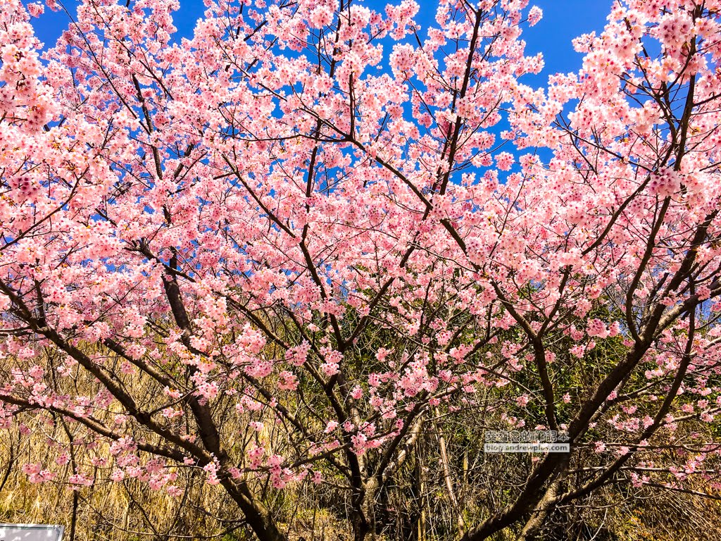 日本賞櫻,河津櫻,松田町賞櫻祭,河津櫻富士山,西平畑公園,