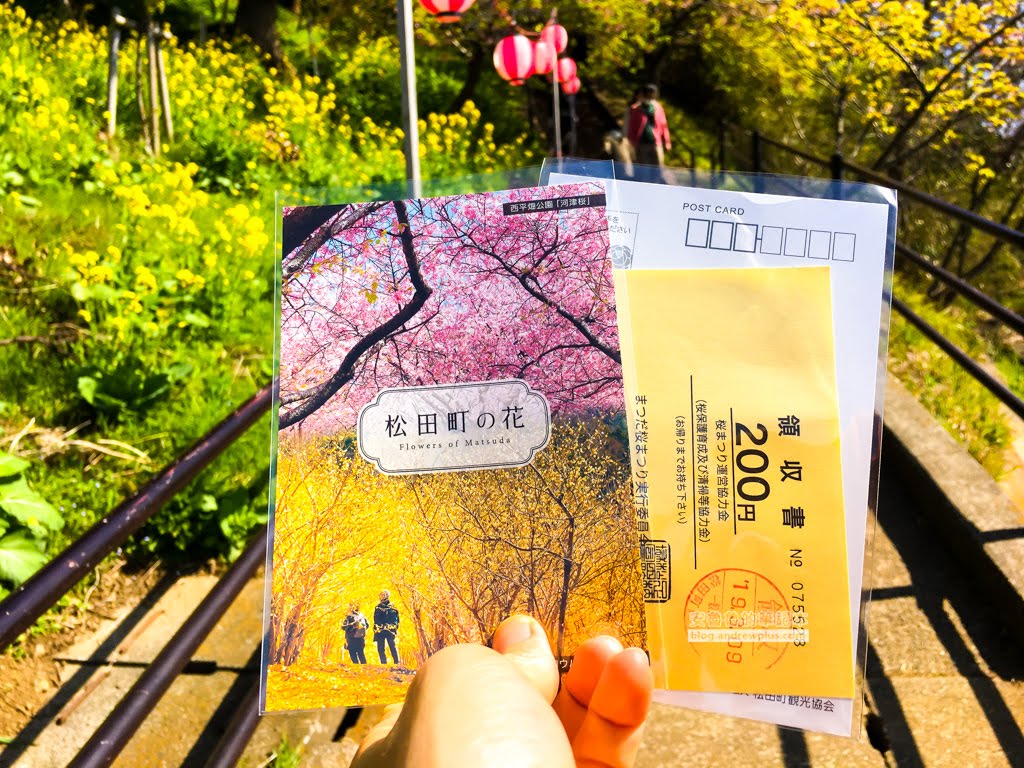 日本賞櫻,河津櫻,松田町賞櫻祭,河津櫻富士山,西平畑公園,