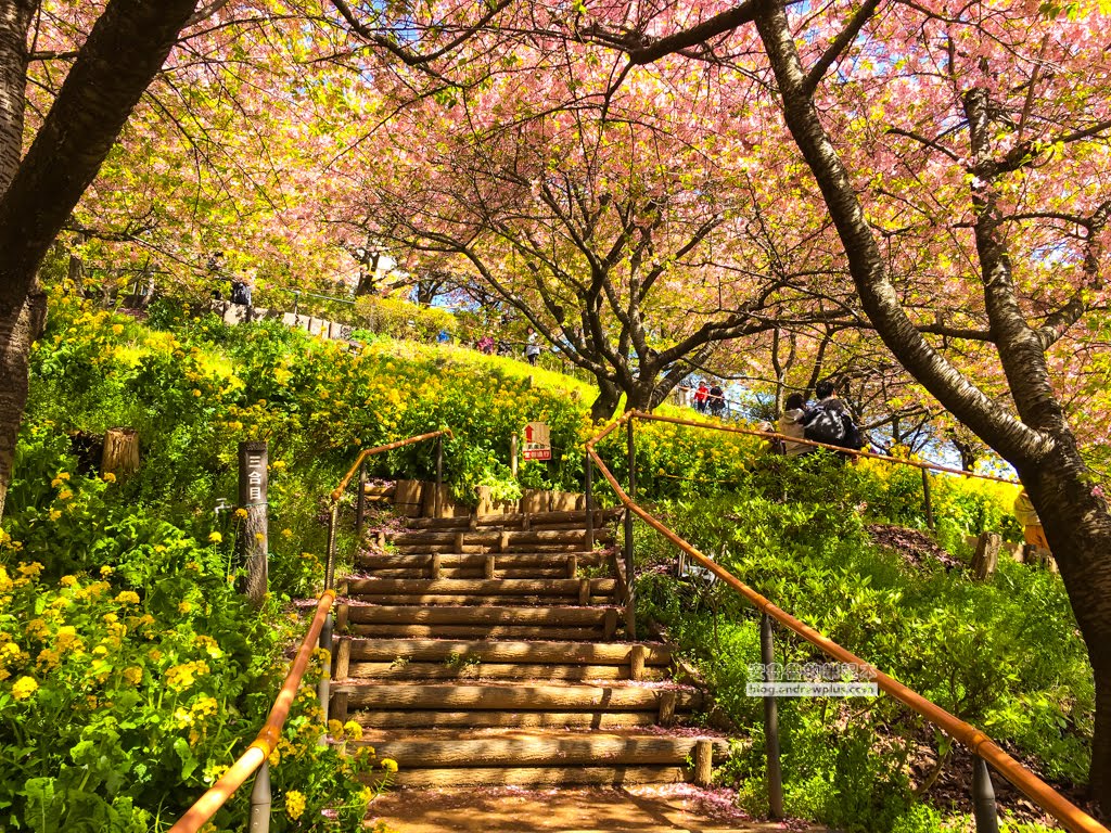 日本賞櫻,河津櫻,松田町賞櫻祭,河津櫻富士山,西平畑公園,