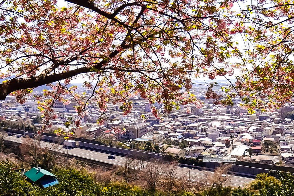 日本賞櫻,河津櫻,松田町賞櫻祭,河津櫻富士山,西平畑公園,