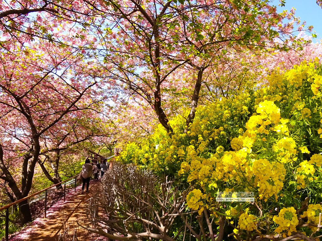 日本賞櫻,河津櫻,松田町賞櫻祭,河津櫻富士山,西平畑公園,