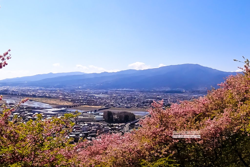 日本賞櫻,河津櫻,松田町賞櫻祭,河津櫻富士山,西平畑公園,