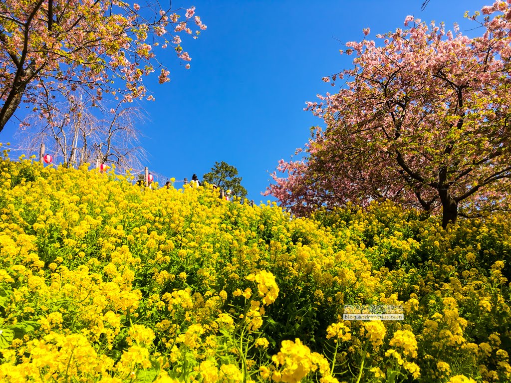 日本賞櫻,河津櫻,松田町賞櫻祭,河津櫻富士山,西平畑公園,