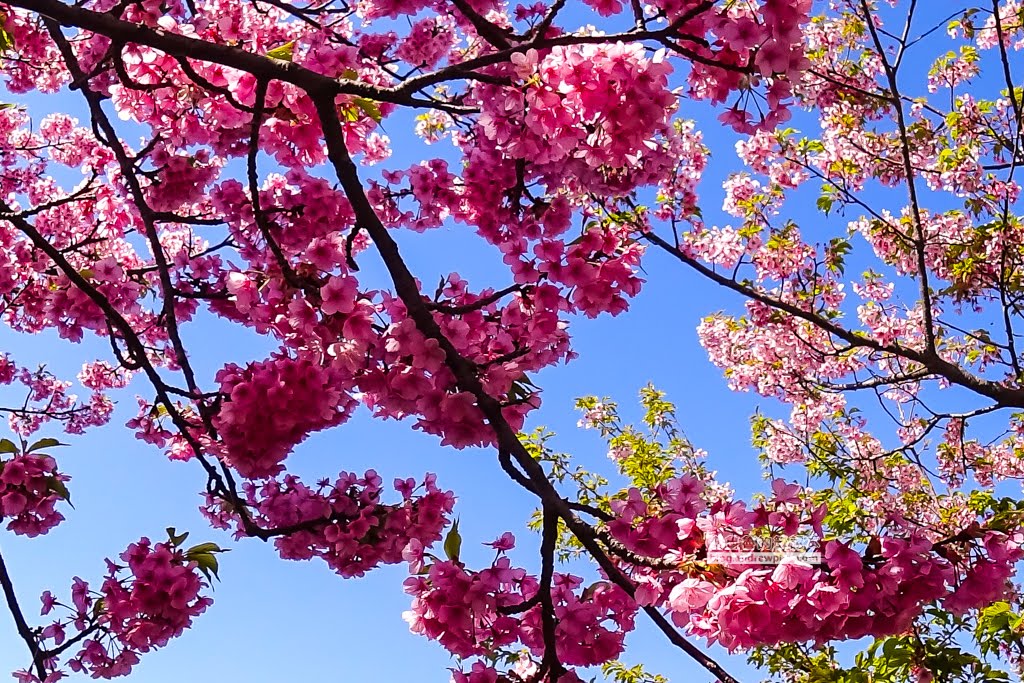 日本賞櫻,河津櫻,松田町賞櫻祭,河津櫻富士山,西平畑公園,
