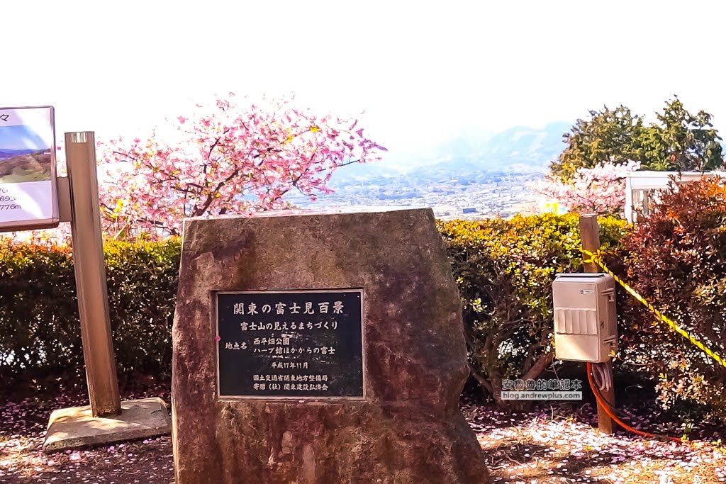 日本賞櫻,河津櫻,松田町賞櫻祭,河津櫻富士山,西平畑公園,