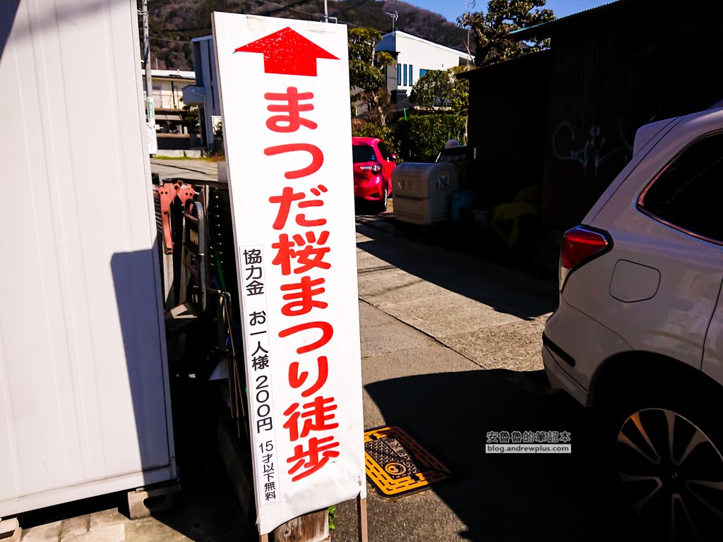 日本賞櫻,河津櫻,松田町賞櫻祭,河津櫻富士山,西平畑公園,