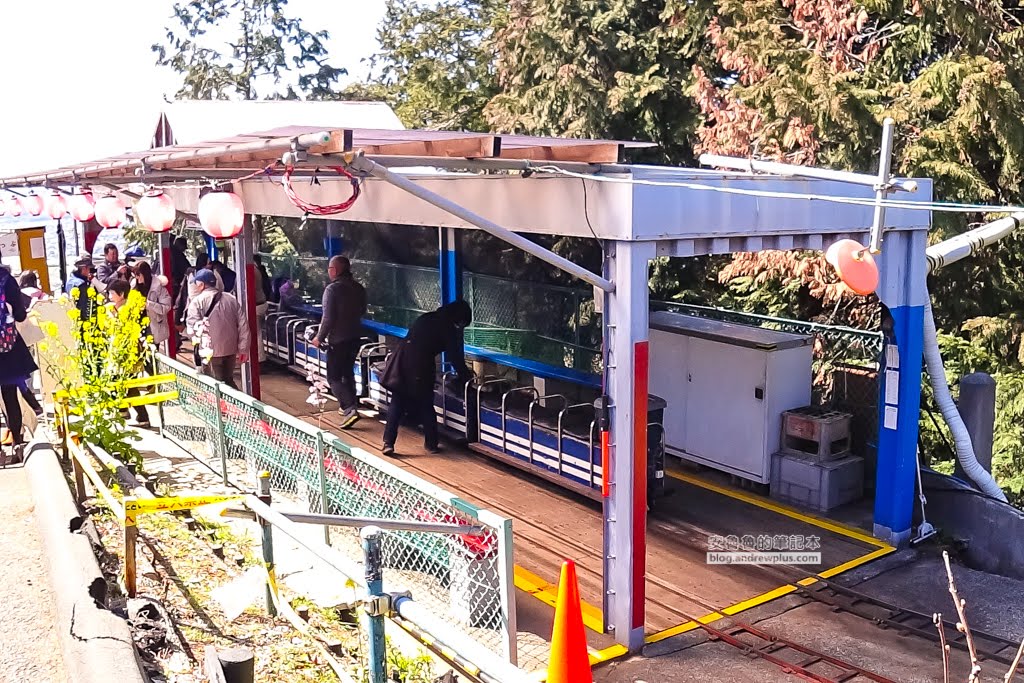 日本賞櫻,河津櫻,松田町賞櫻祭,河津櫻富士山,西平畑公園,