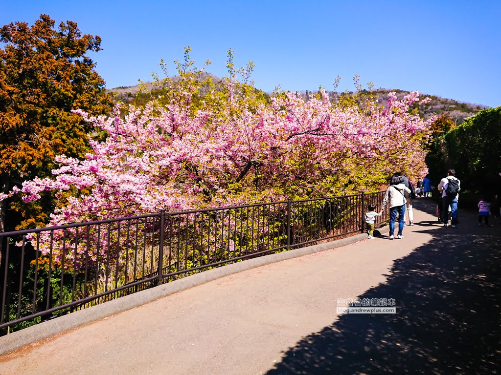 日本賞櫻,河津櫻,松田町賞櫻祭,河津櫻富士山,西平畑公園,