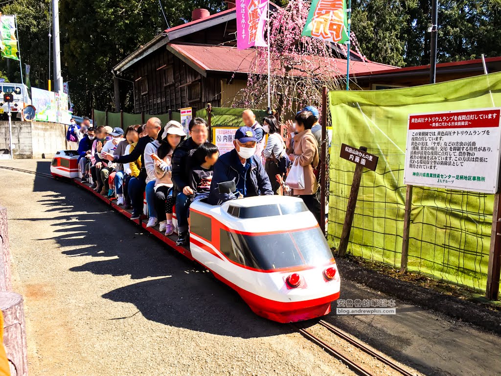 日本賞櫻,河津櫻,松田町賞櫻祭,河津櫻富士山,西平畑公園,