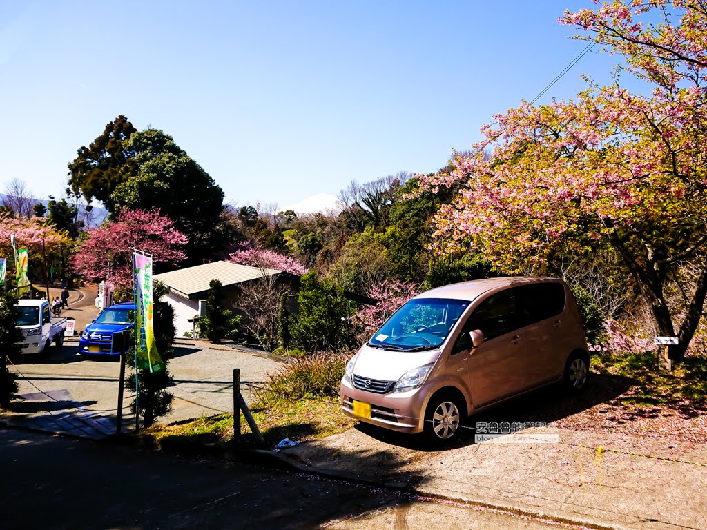 日本賞櫻,河津櫻,松田町賞櫻祭,河津櫻富士山,西平畑公園,