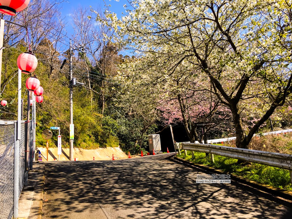 日本賞櫻,河津櫻,松田町賞櫻祭,河津櫻富士山,西平畑公園,