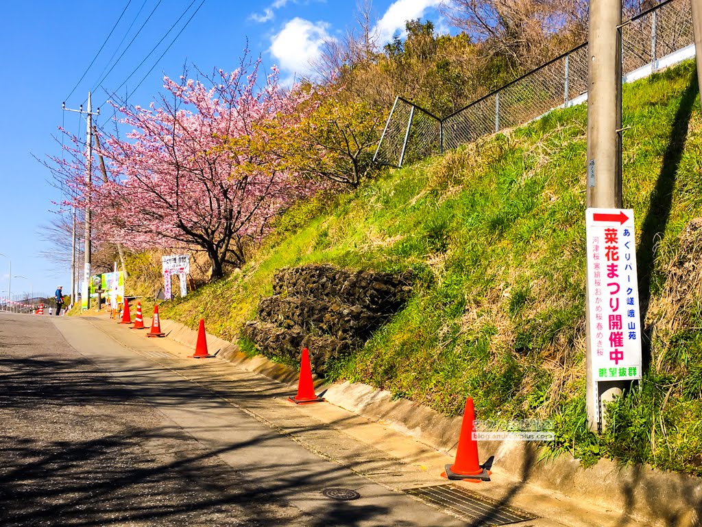 日本賞櫻,河津櫻,松田町賞櫻祭,河津櫻富士山,西平畑公園,