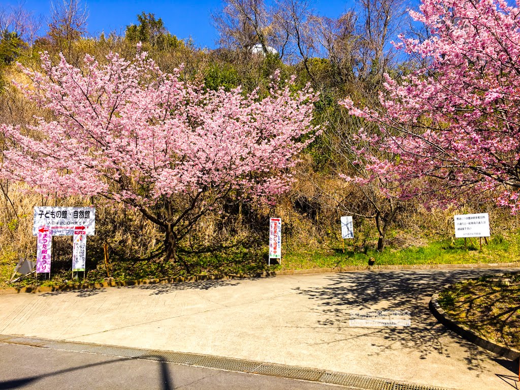 日本賞櫻,河津櫻,松田町賞櫻祭,河津櫻富士山,西平畑公園,