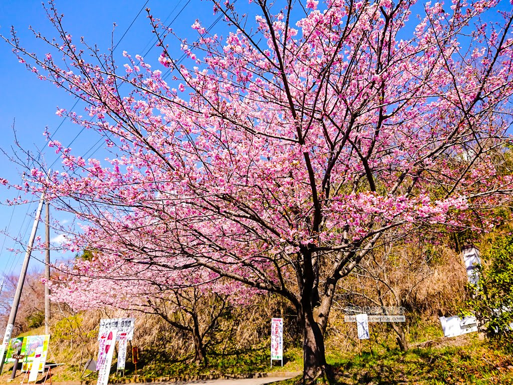 日本賞櫻,河津櫻,松田町賞櫻祭,河津櫻富士山,西平畑公園,