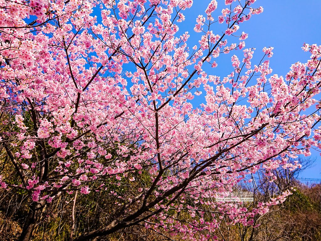日本賞櫻,河津櫻,松田町賞櫻祭,河津櫻富士山,西平畑公園,