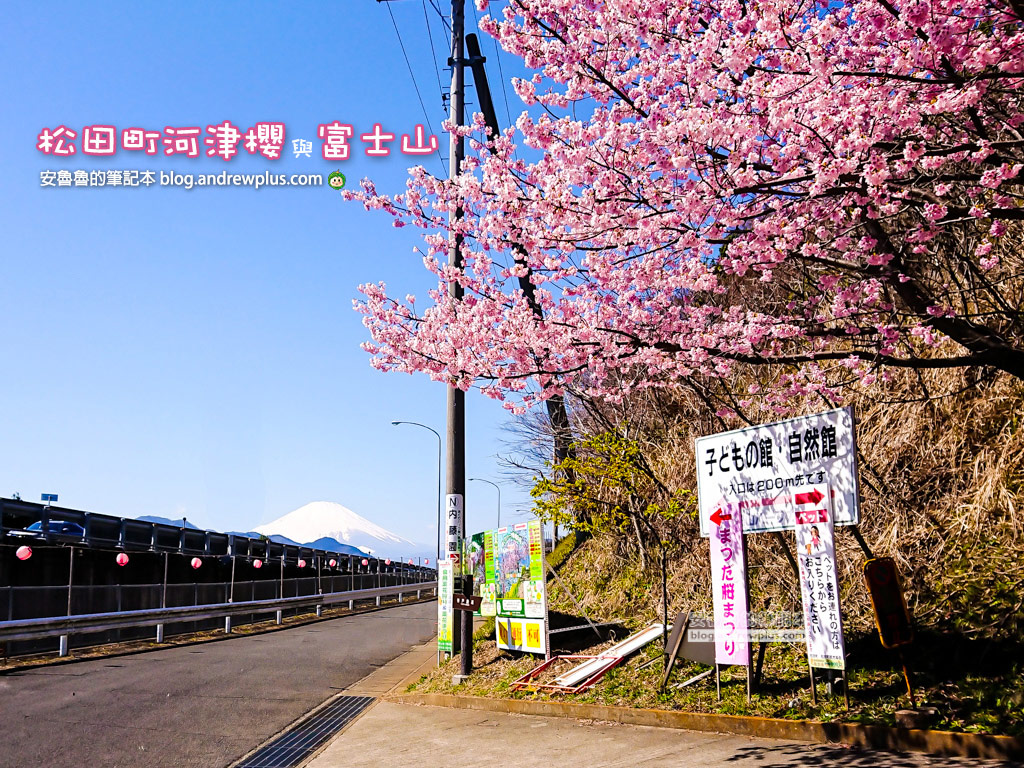松田町河津櫻x富士山-西平畑公園,日本賞櫻推薦景點,富士見百景,滑雪+賞櫻兩個願望一次達成