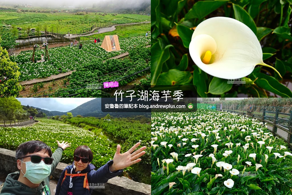 2026 竹子湖海芋季指南: 北投站、石牌站搭公車, 竹子湖停車場, 仰德大道管制, 海芋花田拍照打卡散步路線 - 安魯魯的筆記本