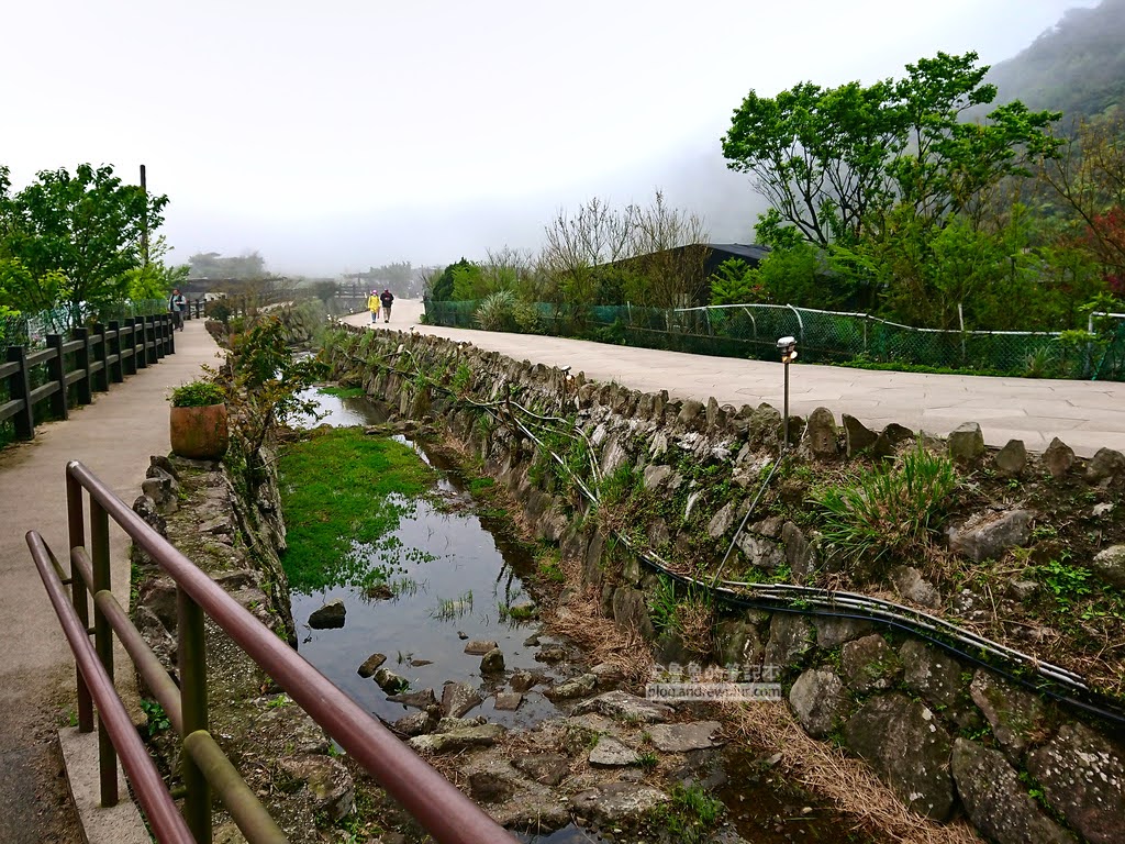 陽明山竹子湖海芋季,竹子湖推薦農場花田,陽明山採海芋
