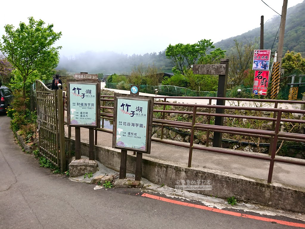 竹子湖海芋季, 鐘聲幸福觀景台 (頂湖展望台)旁邊的兩間海芋花田農場