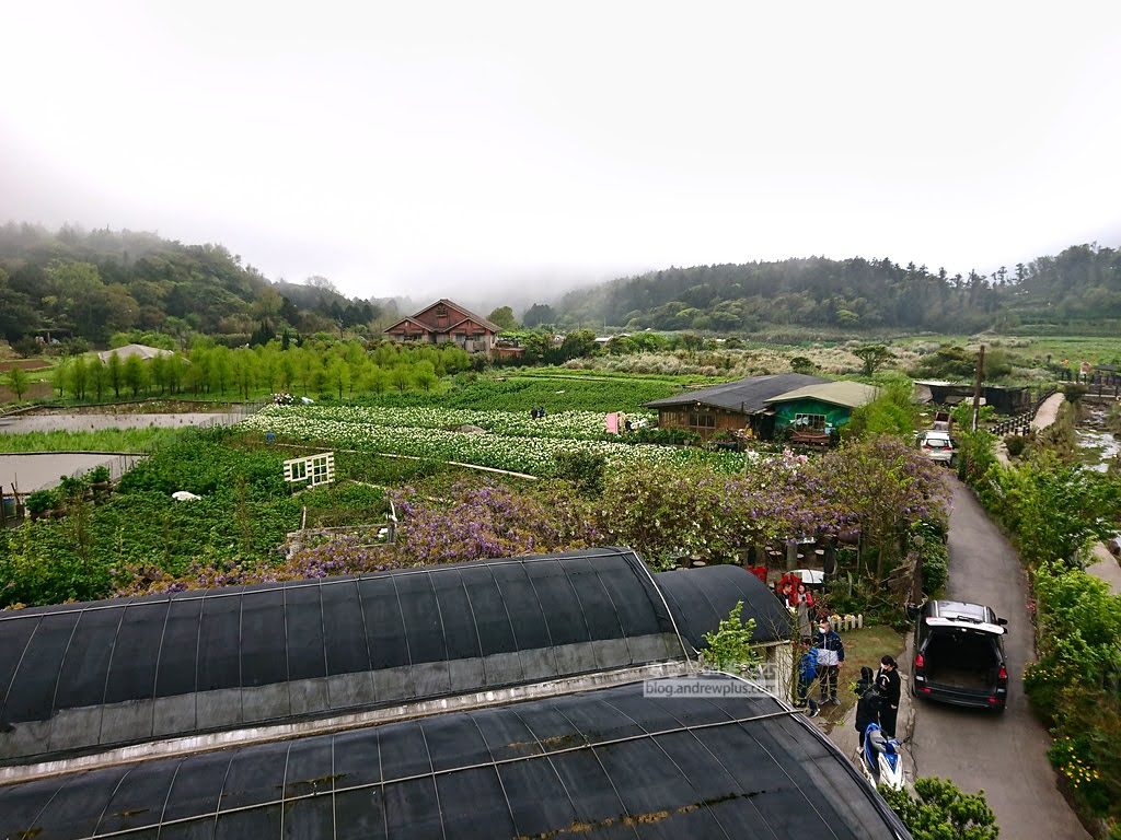 陽明山竹子湖海芋季,竹子湖推薦農場花田,陽明山採海芋