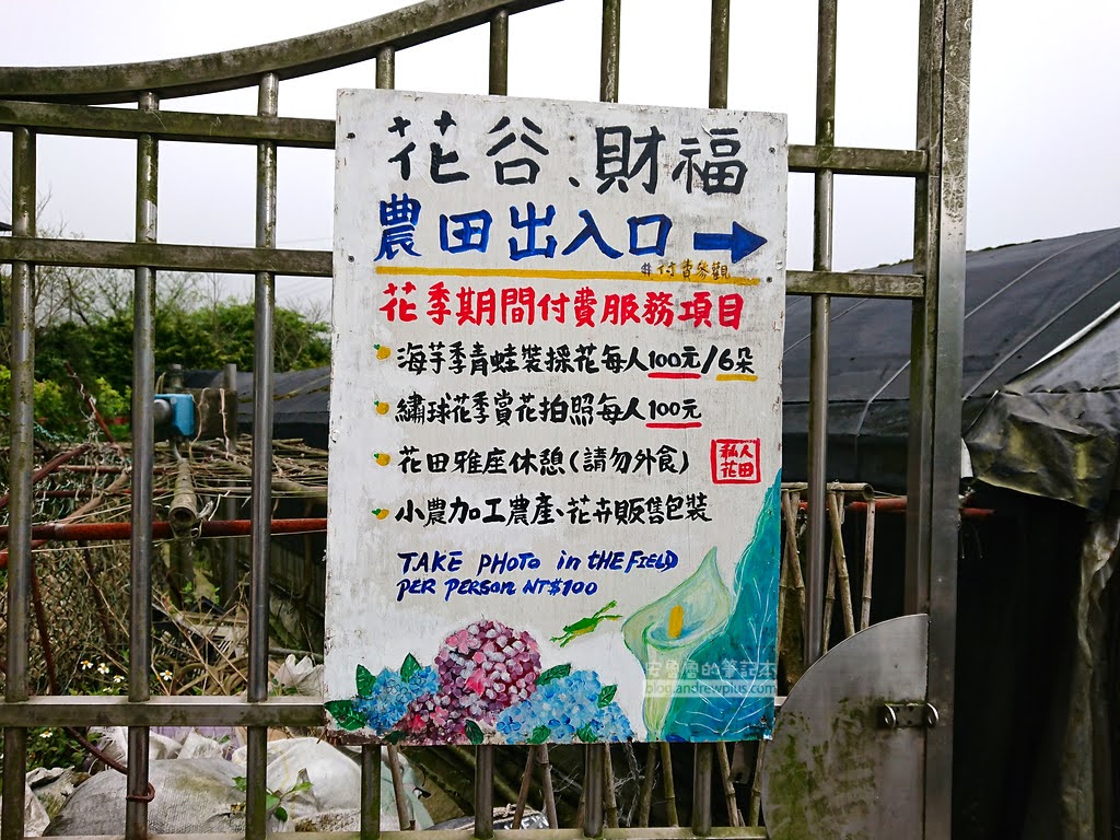 竹子湖海芋季, 花谷、財福農田的出入口