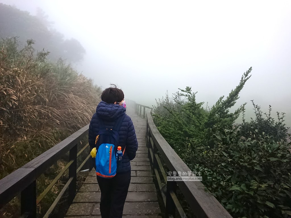 陽明山竹子湖海芋季,竹子湖推薦農場花田,陽明山採海芋