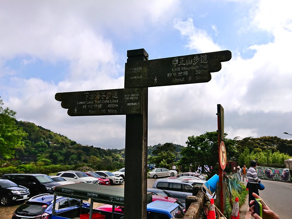 竹子湖海芋季 繡球花,竹子湖推薦農場花田,陽明山採海芋