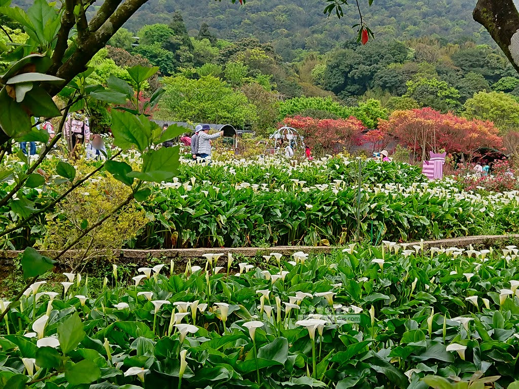 竹子湖海芋季, 苗榜花圃造景和拍照區