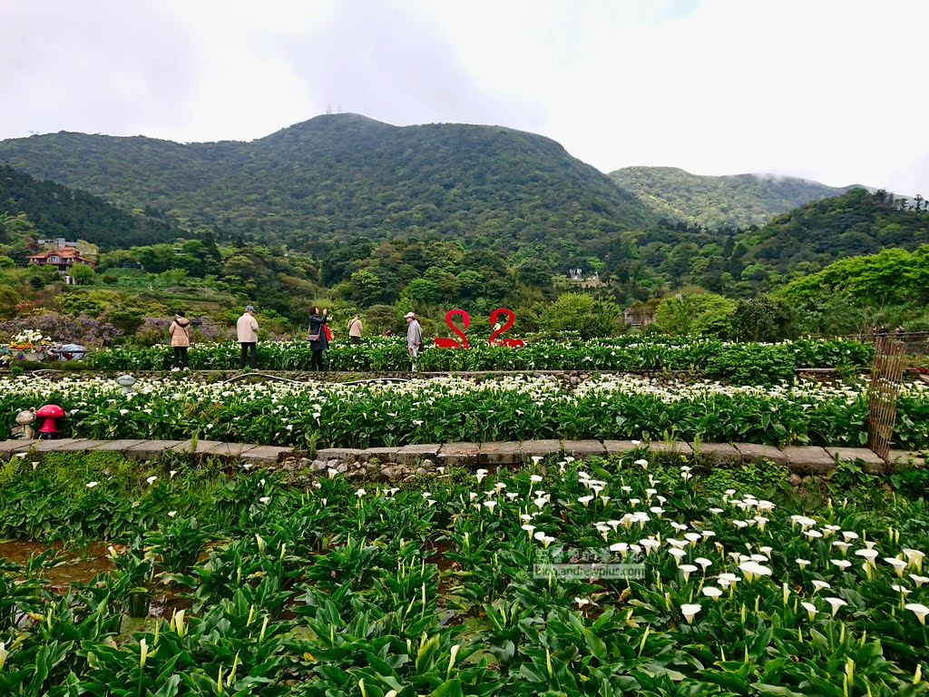 竹子湖海芋季, 親水步道旁的展昇海芋園以及瑞美海芋田