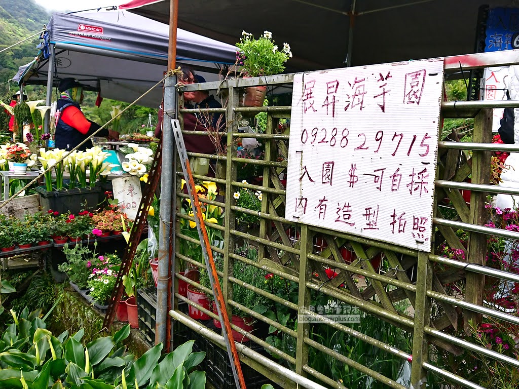竹子湖海芋季 繡球花,竹子湖推薦農場花田,陽明山採海芋