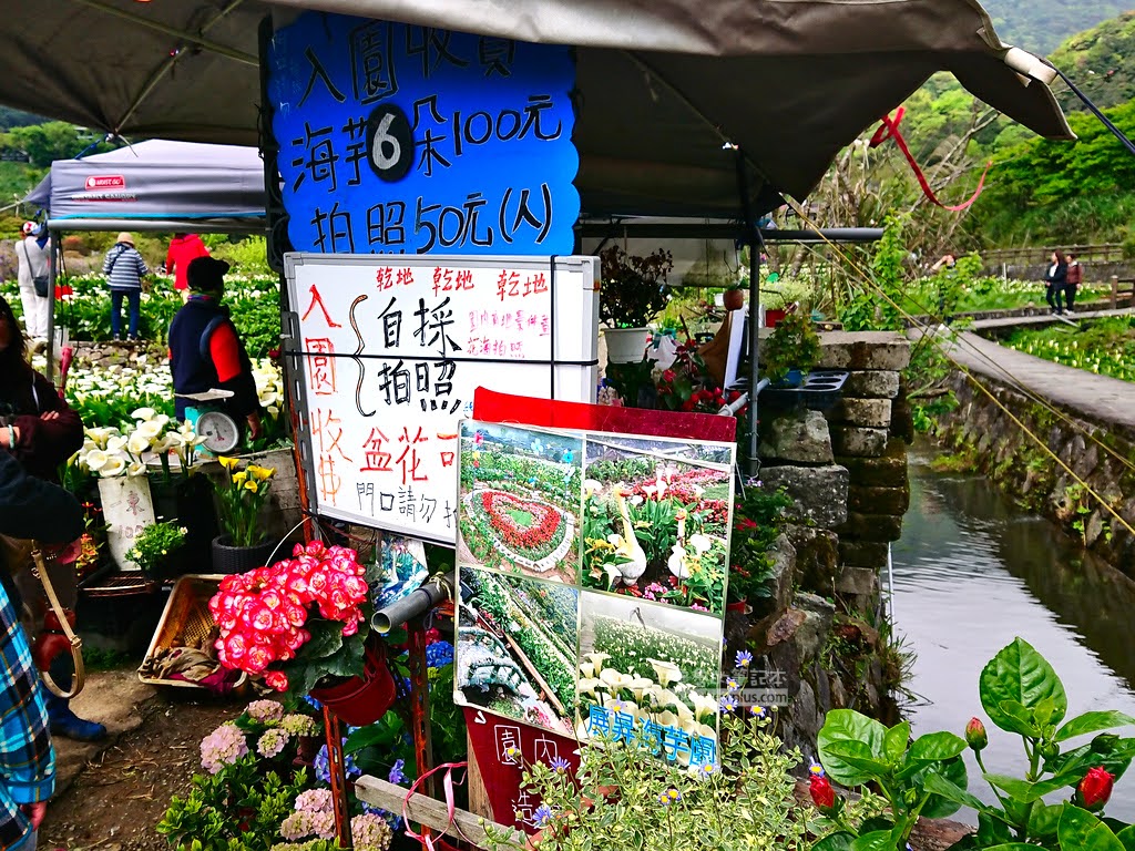 竹子湖海芋季, 展昇海芋園價目表, 可入園採海芋, 付費拍照