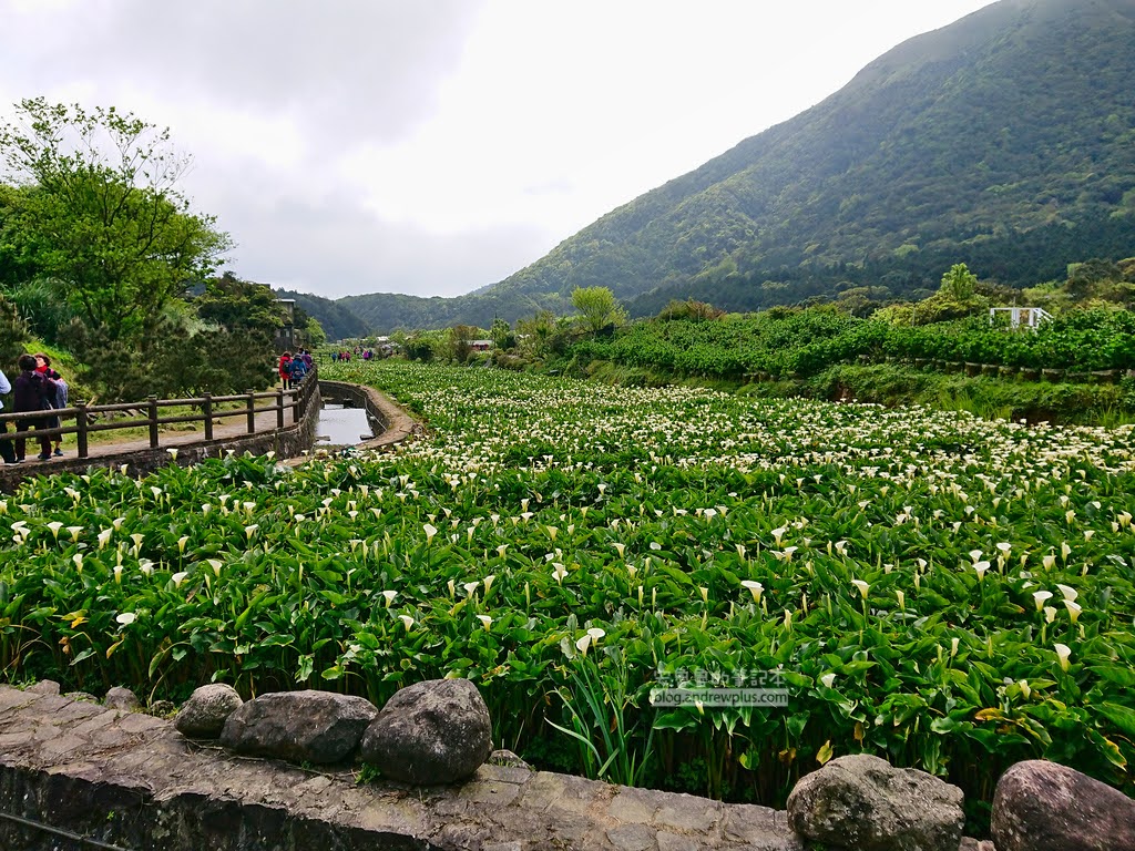 竹子湖海芋季, 親水步道免費拍照景點, 整片的海芋田美景