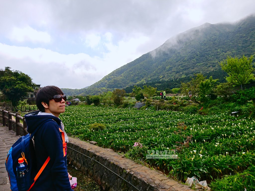 竹子湖海芋季 繡球花,竹子湖推薦農場花田,陽明山採海芋