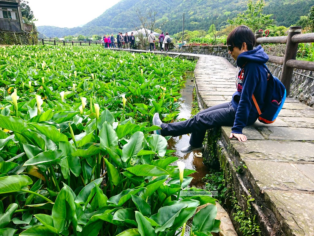竹子湖海芋季, 沿著親水步道往裡面走有更多免費拍照景點