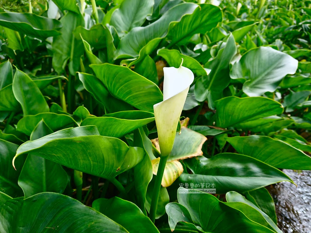 竹子湖海芋花3分開, 不適合採摘