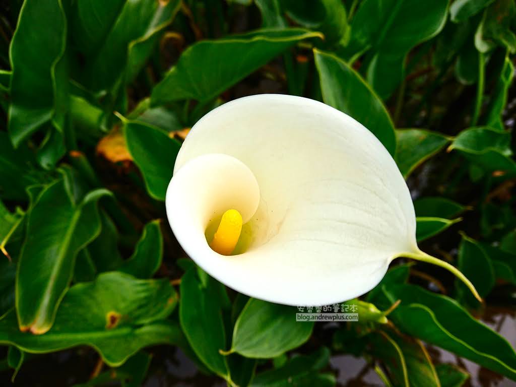 竹子湖海芋季, 海芋花5分開的樣子