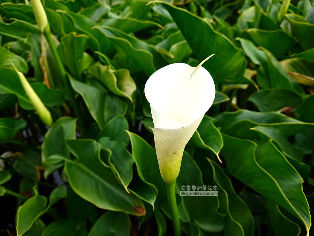 竹子湖海芋季海芋花 5 分開, 最適合採摘