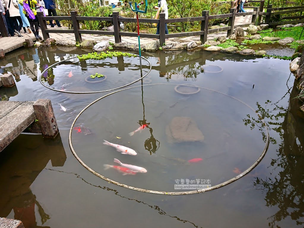竹子湖海芋季, 親水步道旁的展昇海芋園, 可入園採海芋