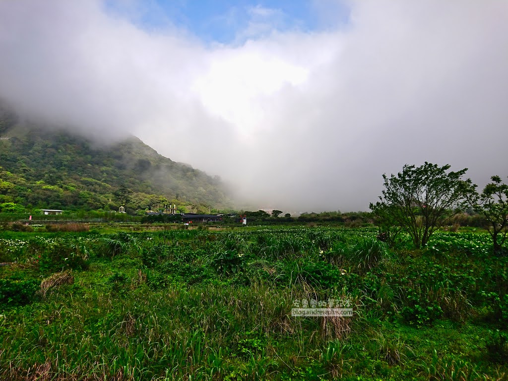 陽明山竹子湖海芋季,竹子湖推薦農場花田,陽明山採海芋