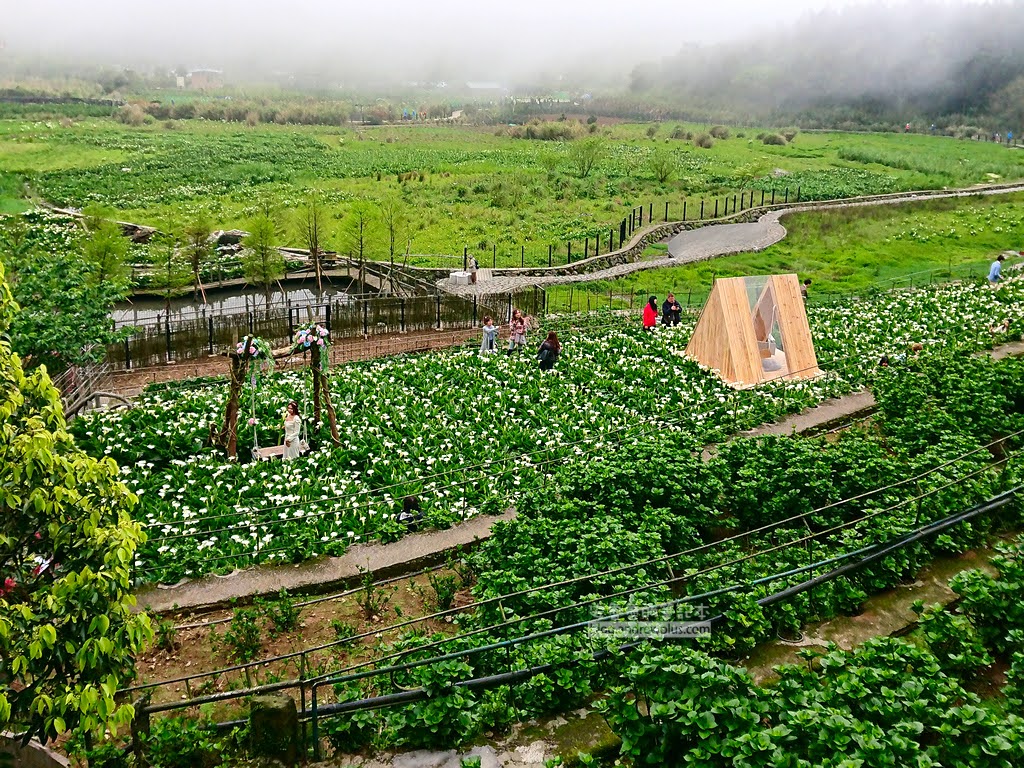 竹子湖海芋季, 名陽匍休閒農莊熱門的拍照景點三角小木屋和鞦韆