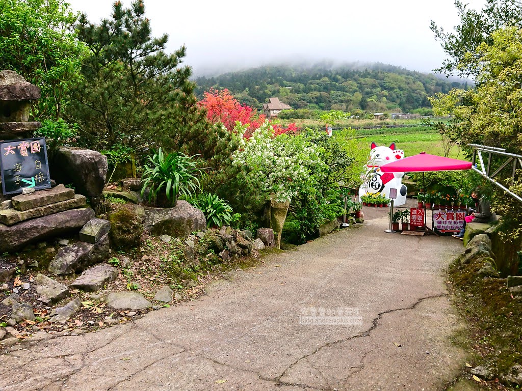 竹子湖海芋季, 芋見小路走到底是大賞園