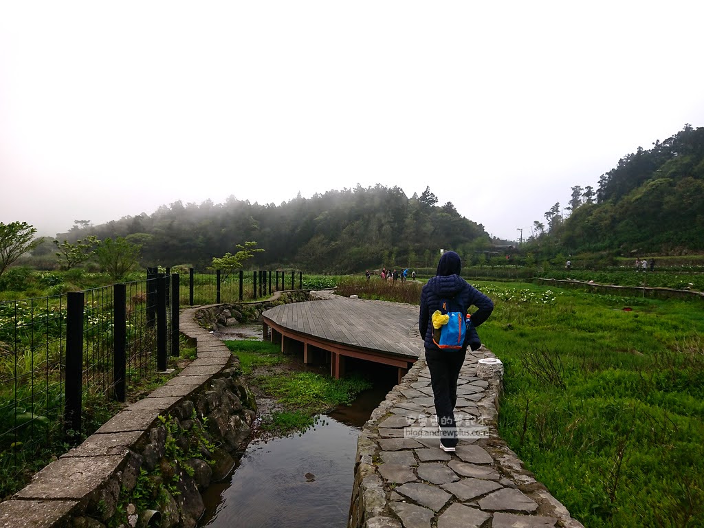 竹子湖海芋季, 芋見小路可以散步賞景
