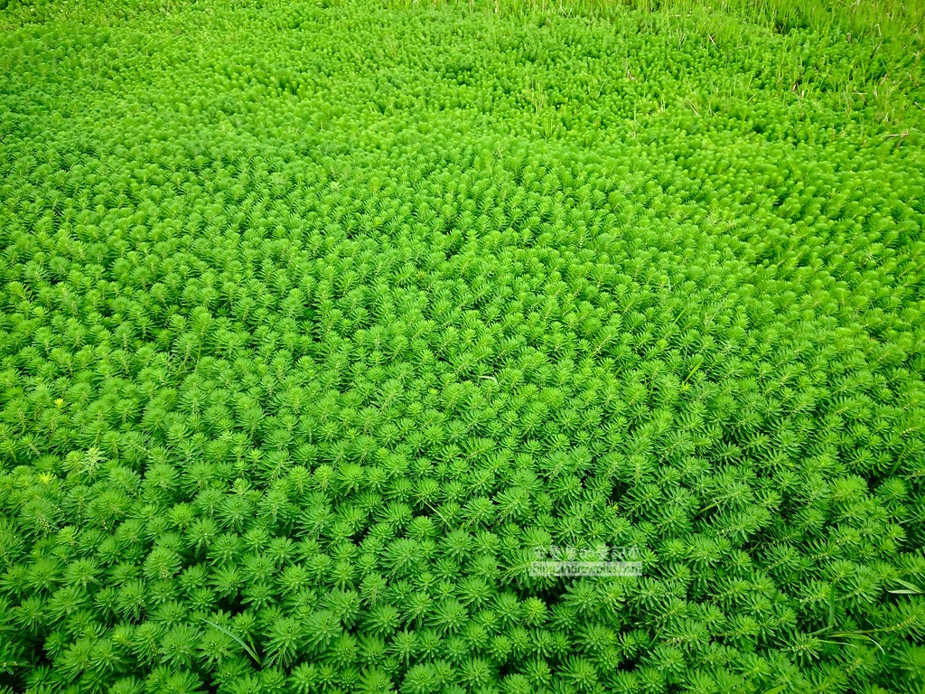 竹子湖海芋季, 頂湖賞花環狀步道奇妙的綠植, 據說要水好空氣好才會生長的好