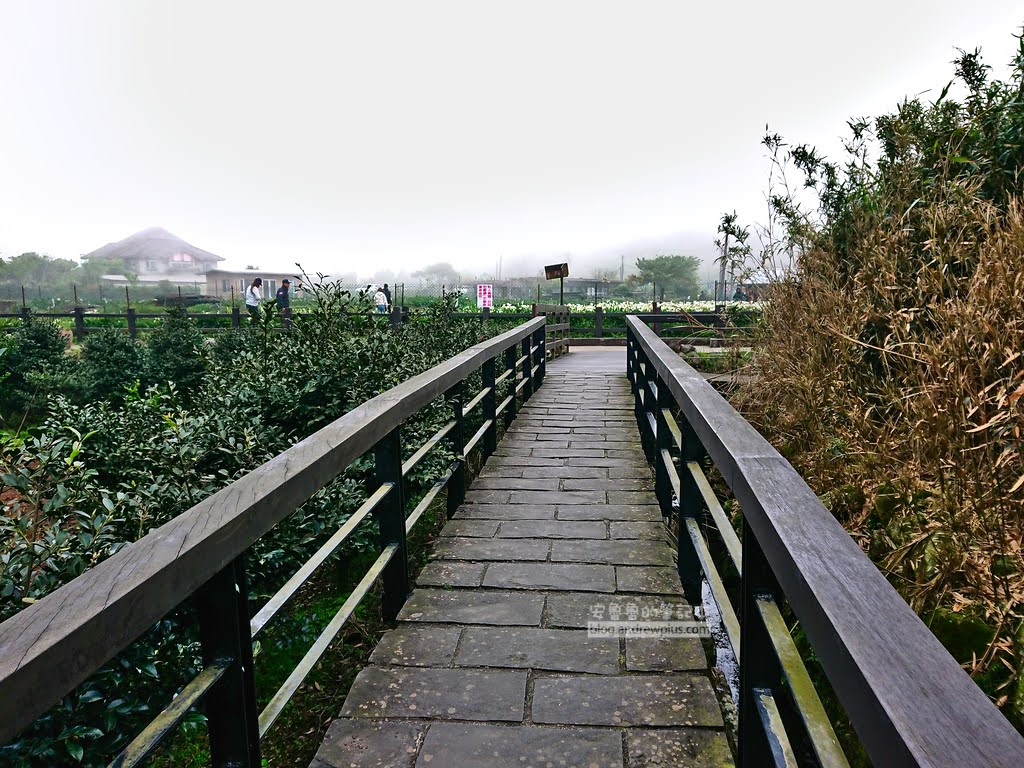 竹子湖海芋季, 頂湖賞花環狀步道的步道海芋園