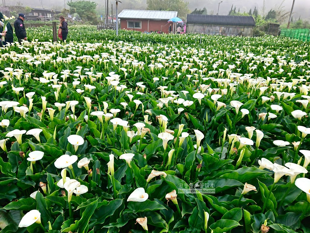 竹子湖海芋季, 步道海芋園海芋盛開中