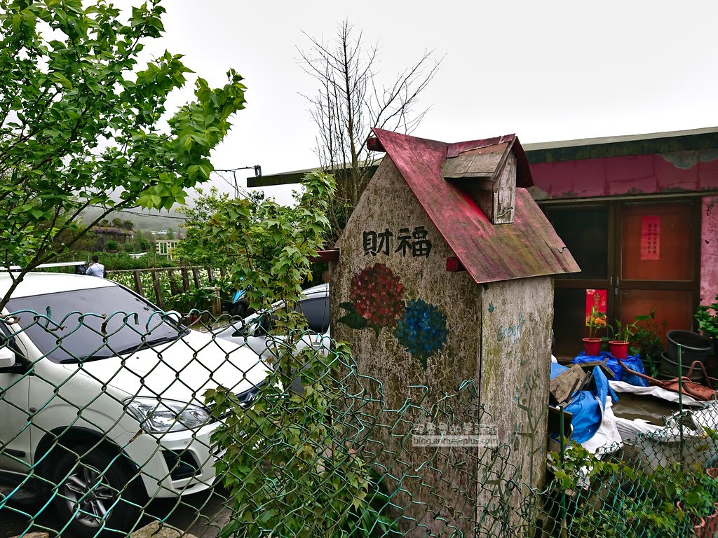 竹子湖海芋季, 財福海芋園