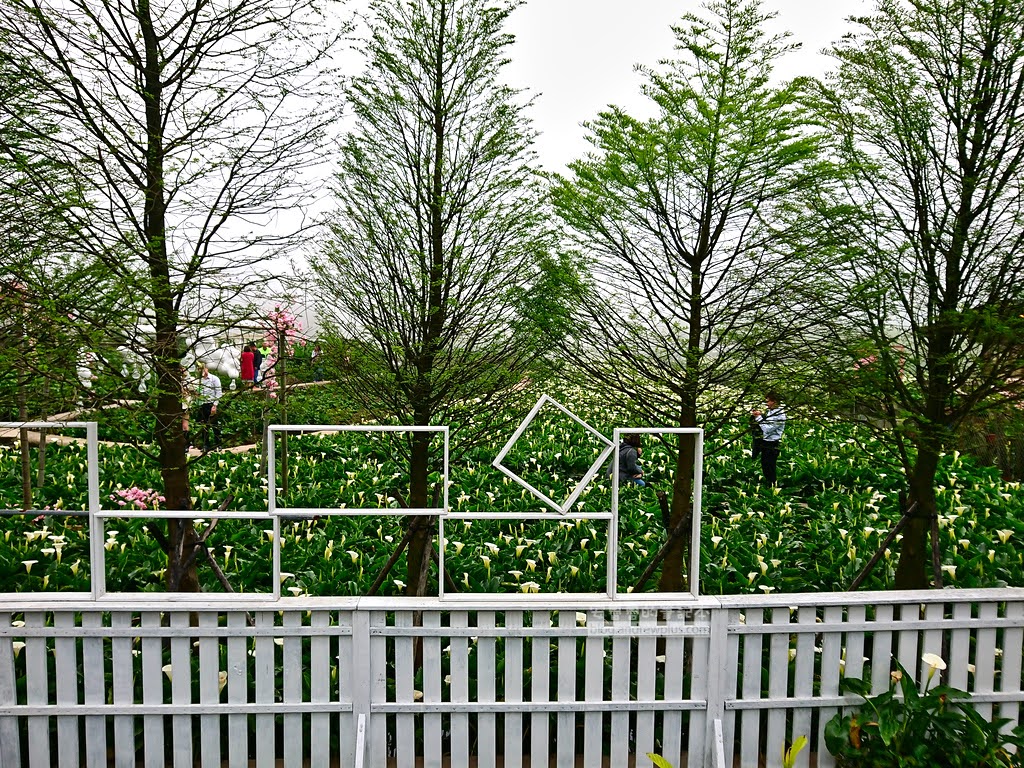 陽明山竹子湖海芋季,竹子湖推薦農場花田,陽明山採海芋