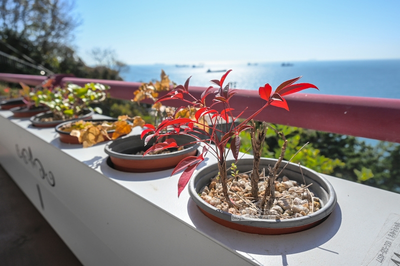 白淺灘文化村,扶手旁生意盎然的小植物